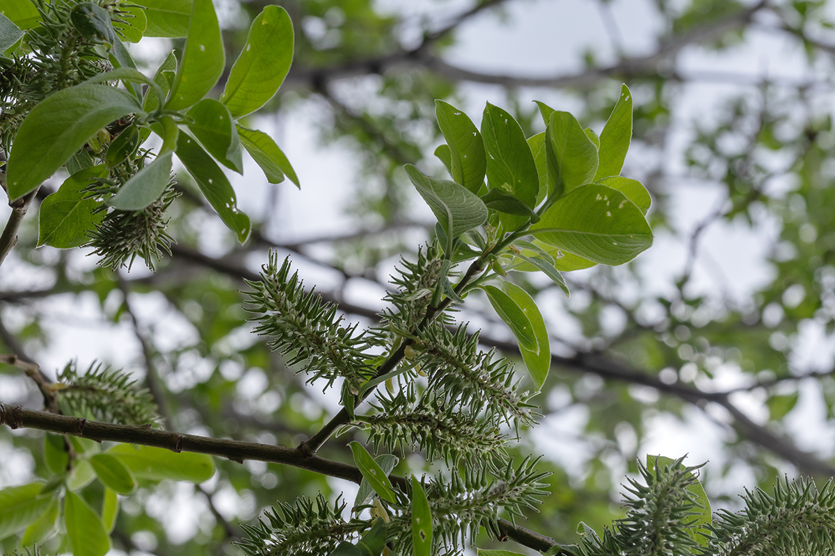 Изображение особи Salix caprea.