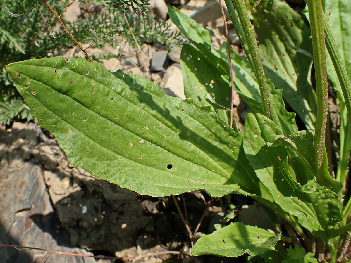 Изображение особи Plantago depressa.