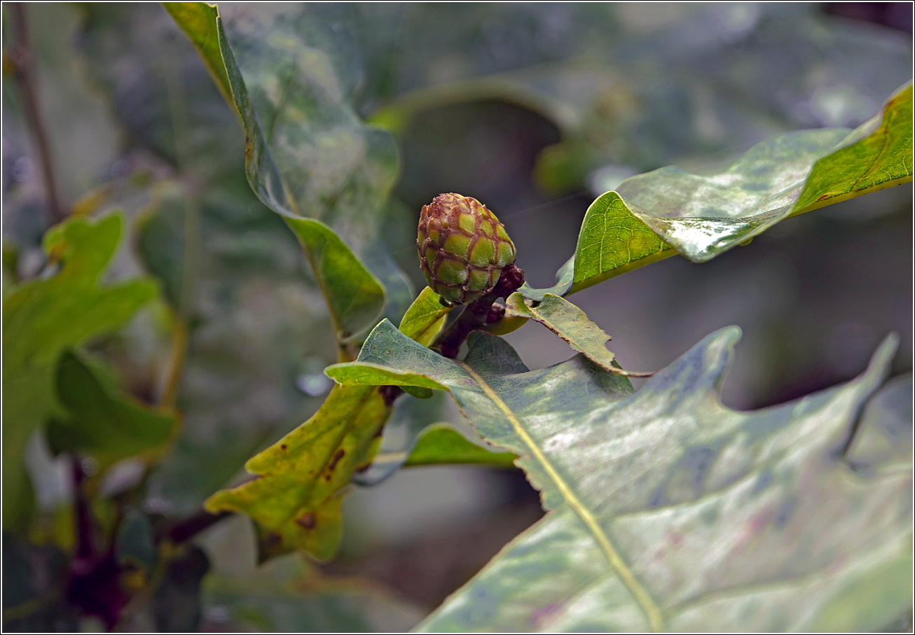 Изображение особи Quercus robur.