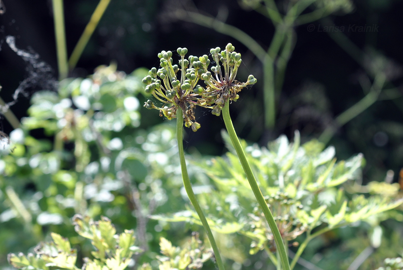 Изображение особи Allium ochotense.