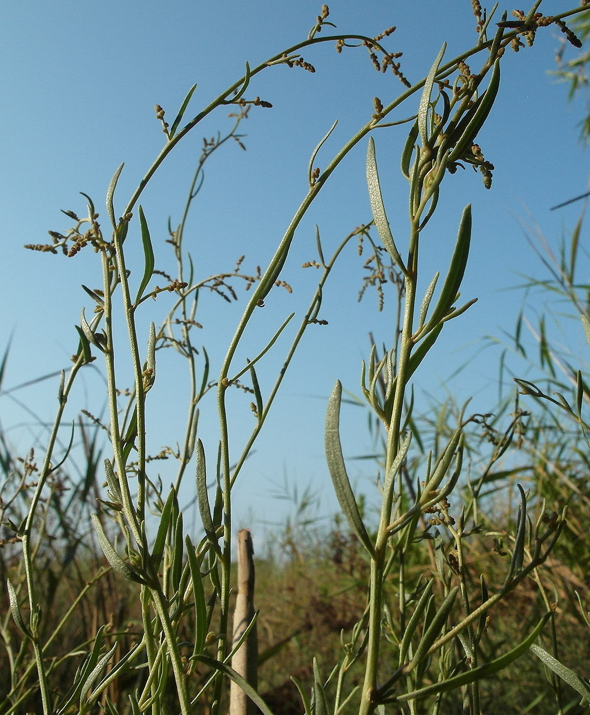 Image of familia Chenopodiaceae specimen.