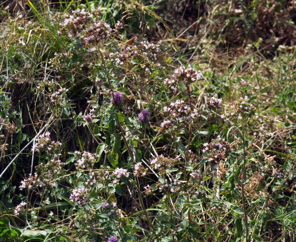 Image of Origanum vulgare specimen.