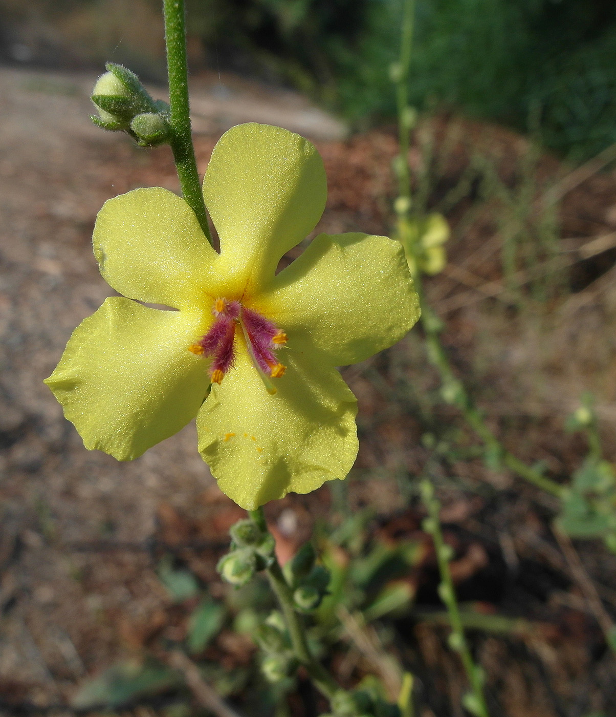 Image of genus Verbascum specimen.