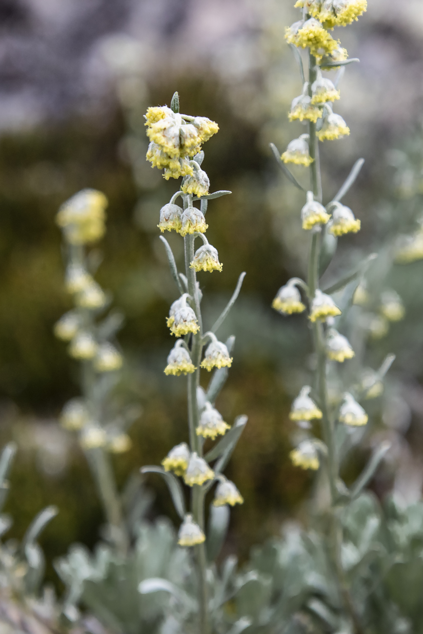Изображение особи Artemisia lagocephala.