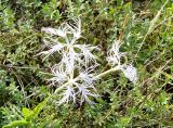 Dianthus stenocalyx