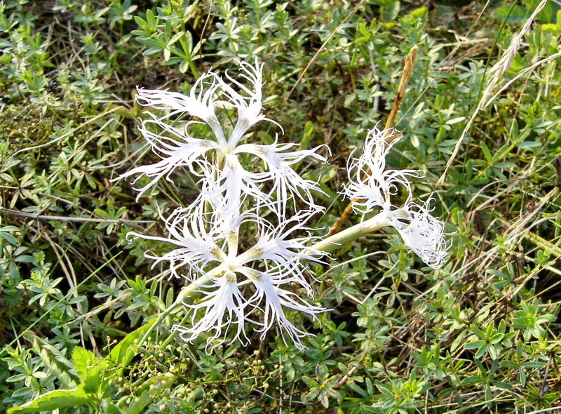 Изображение особи Dianthus stenocalyx.