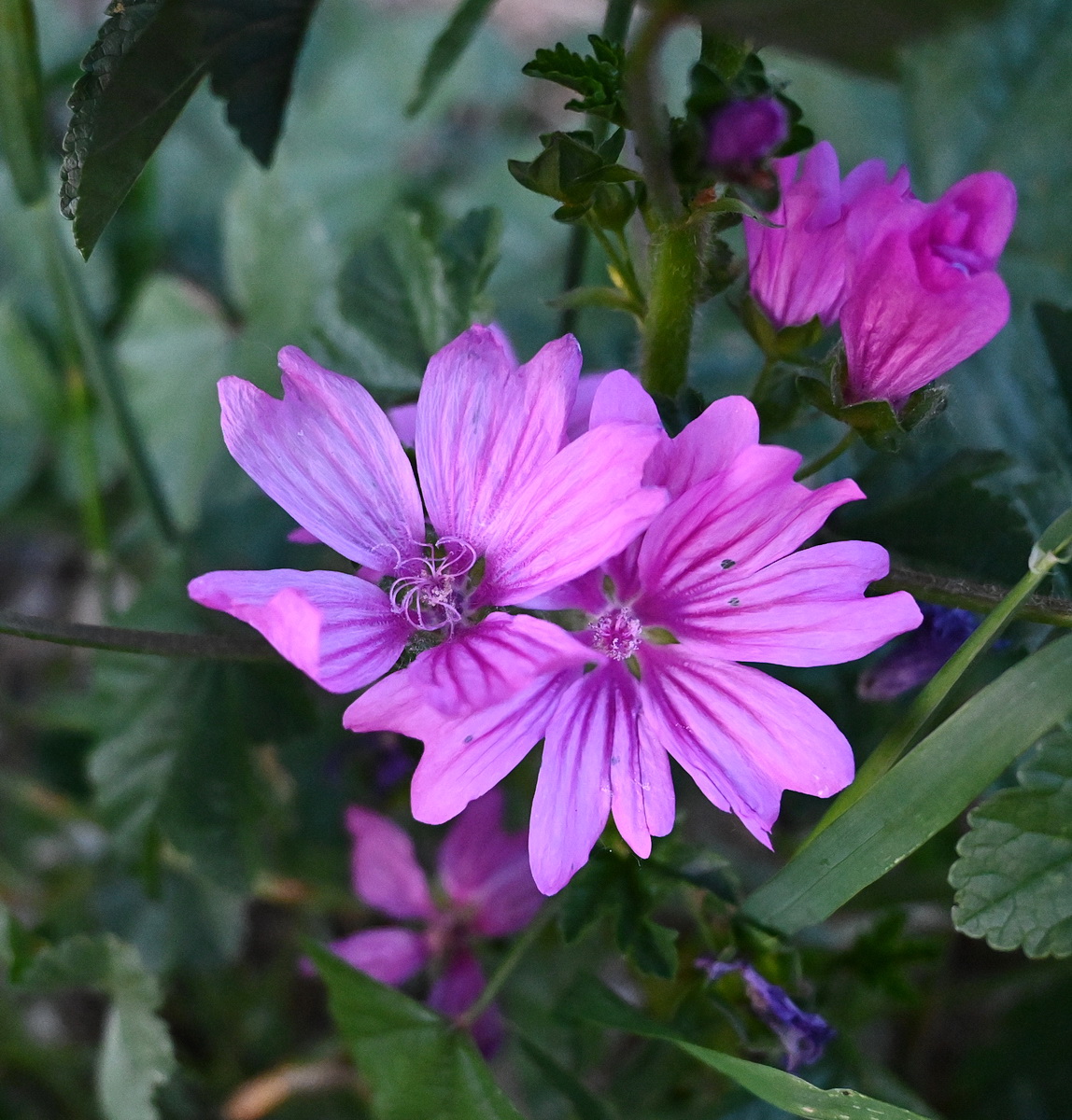 Изображение особи Malva sylvestris.