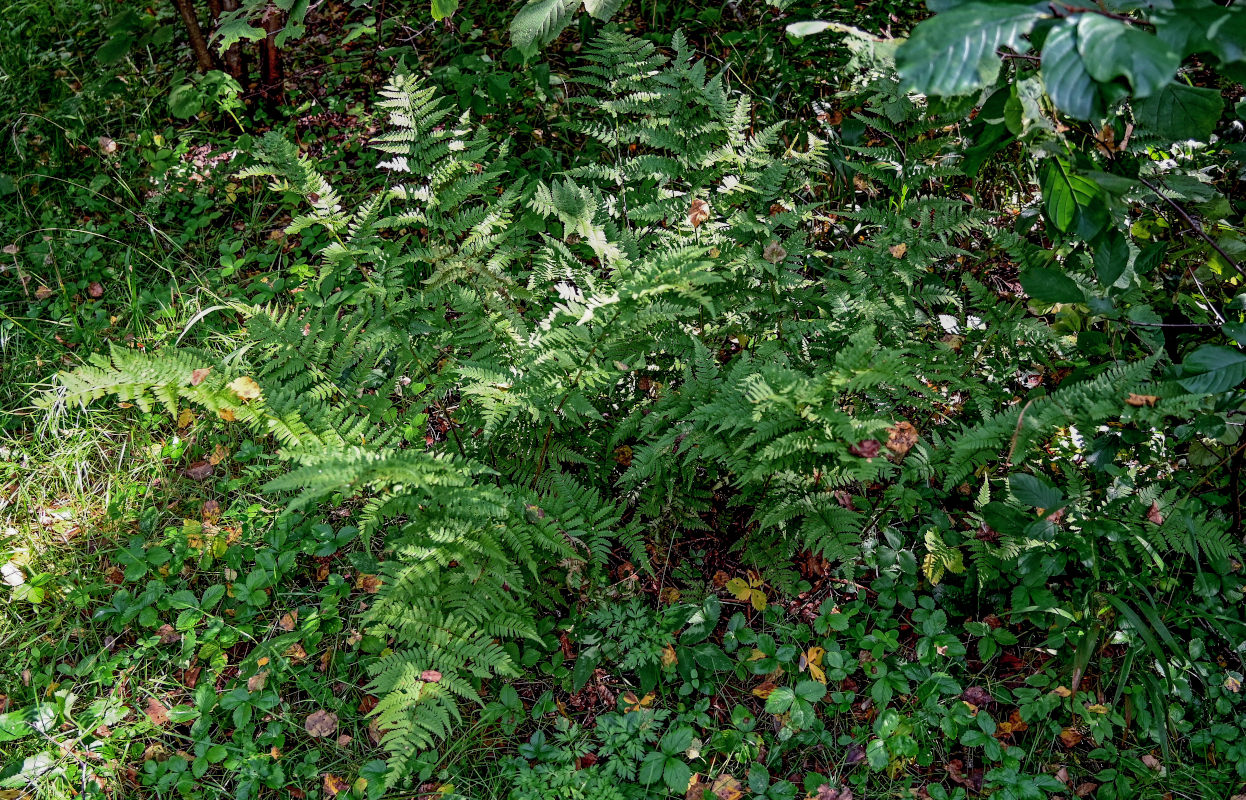 Изображение особи Dryopteris expansa.