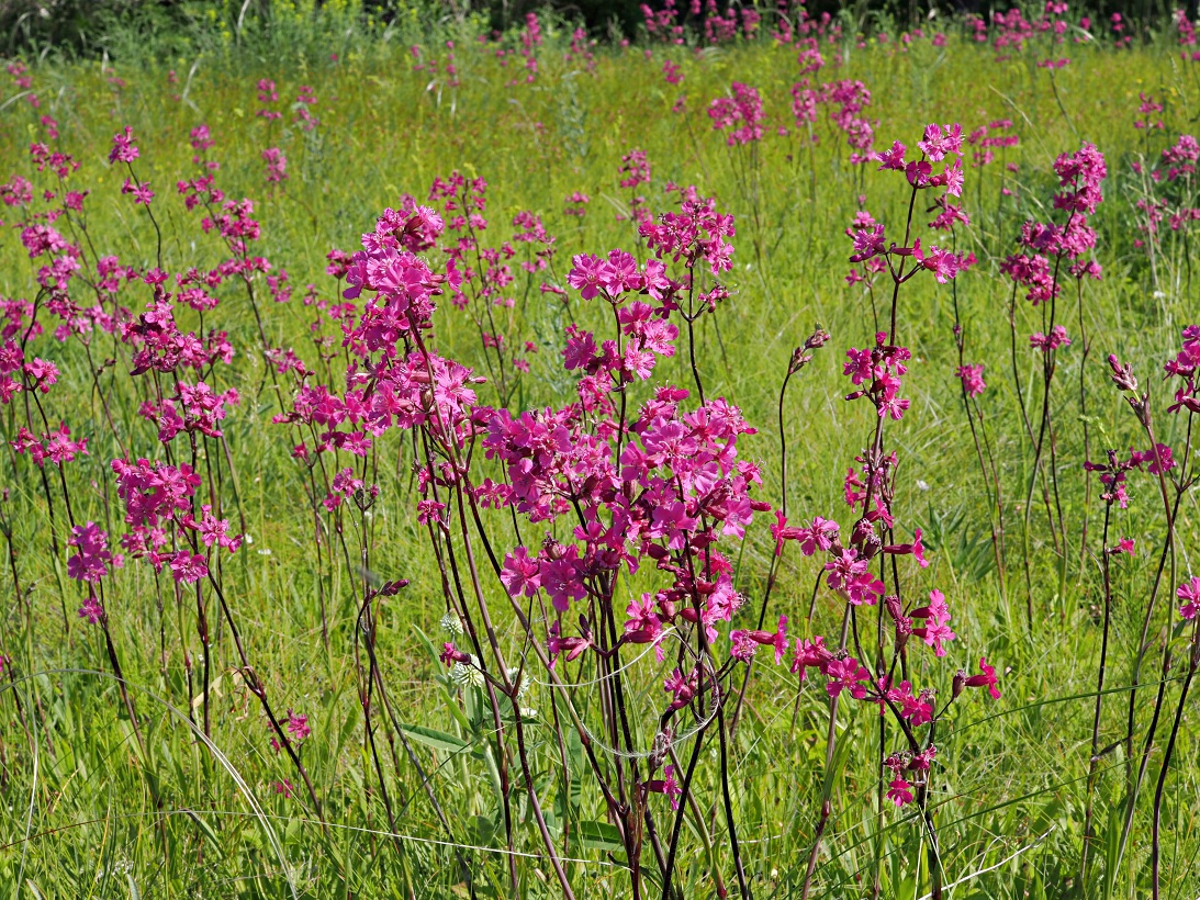 Изображение особи Viscaria vulgaris.