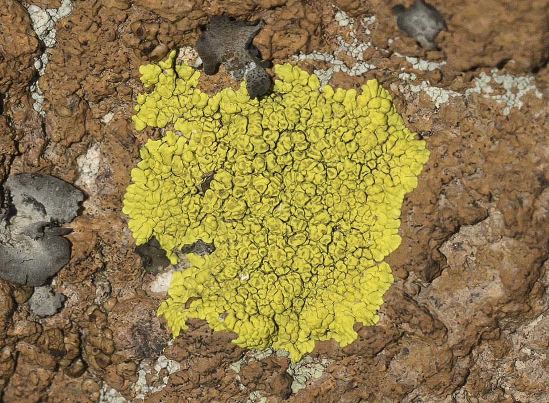 Image of class Lecanoromycetes specimen.