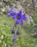 genus Delphinium. Верхушка соцветия. Кабардино-Балкария, Черекский р-н, дол. р. Чайнашки, ≈ 1800 м н.у.м., овсяницевый лужок в каньоне водопадистого ручья. 29.07.2025.