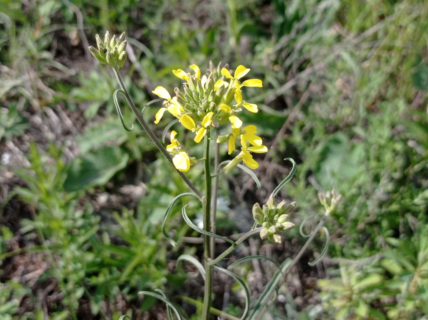 Image of familia Brassicaceae specimen.