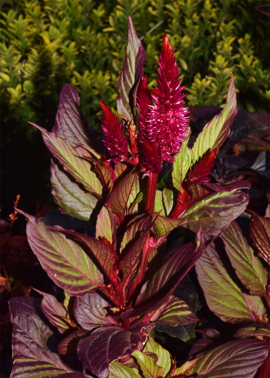 Image of Celosia argentea specimen.