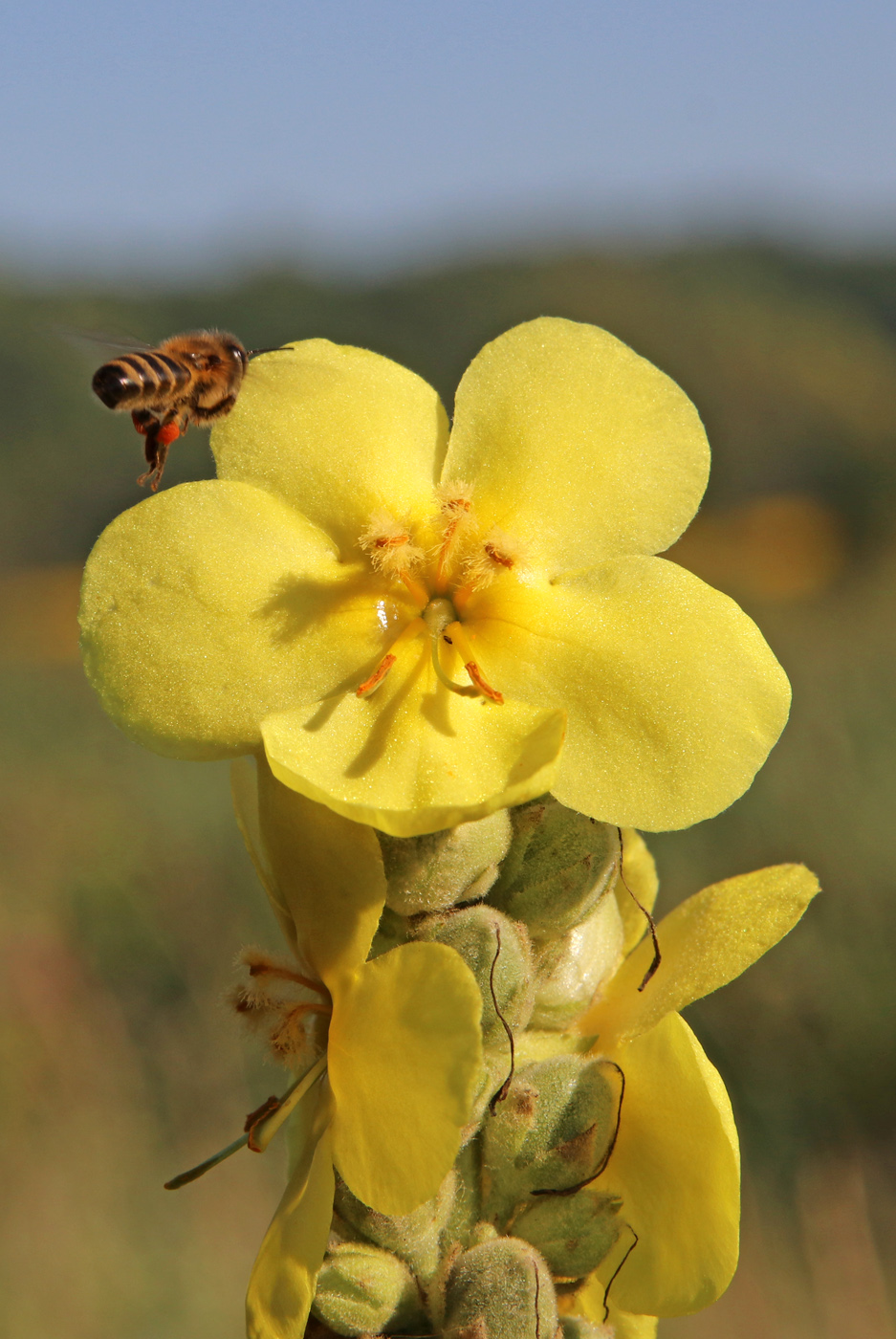 Image of Verbascum thapsus specimen.