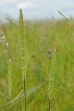 Phleum phleoides