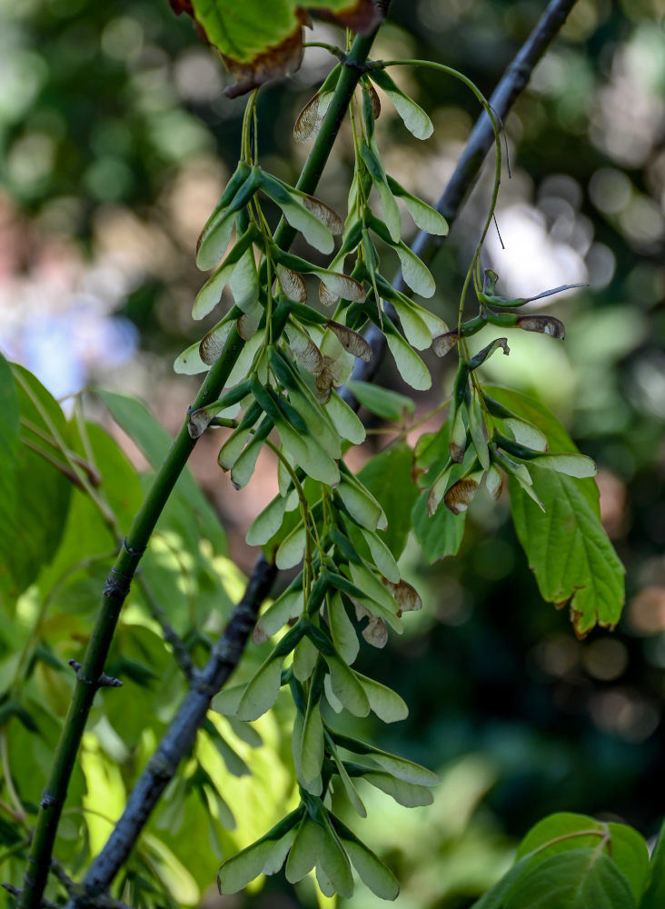Image of Acer negundo specimen.