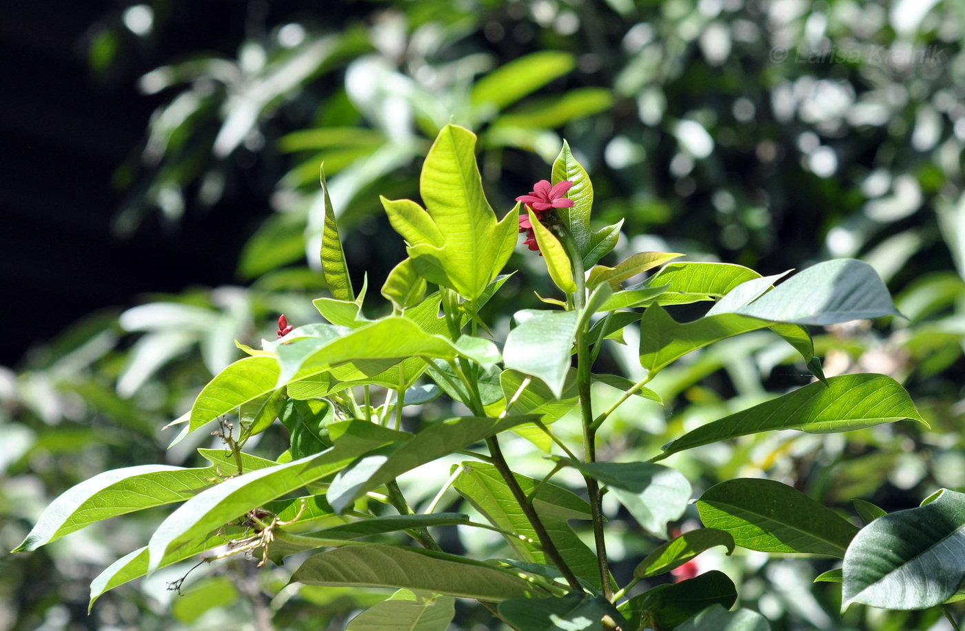 Изображение особи Jatropha integerrima.