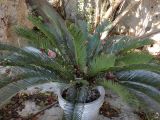 Cycas revoluta. Вегетирующее растение, Турция, г. Анталья, приморский парк. 28 декабря 2025 г.