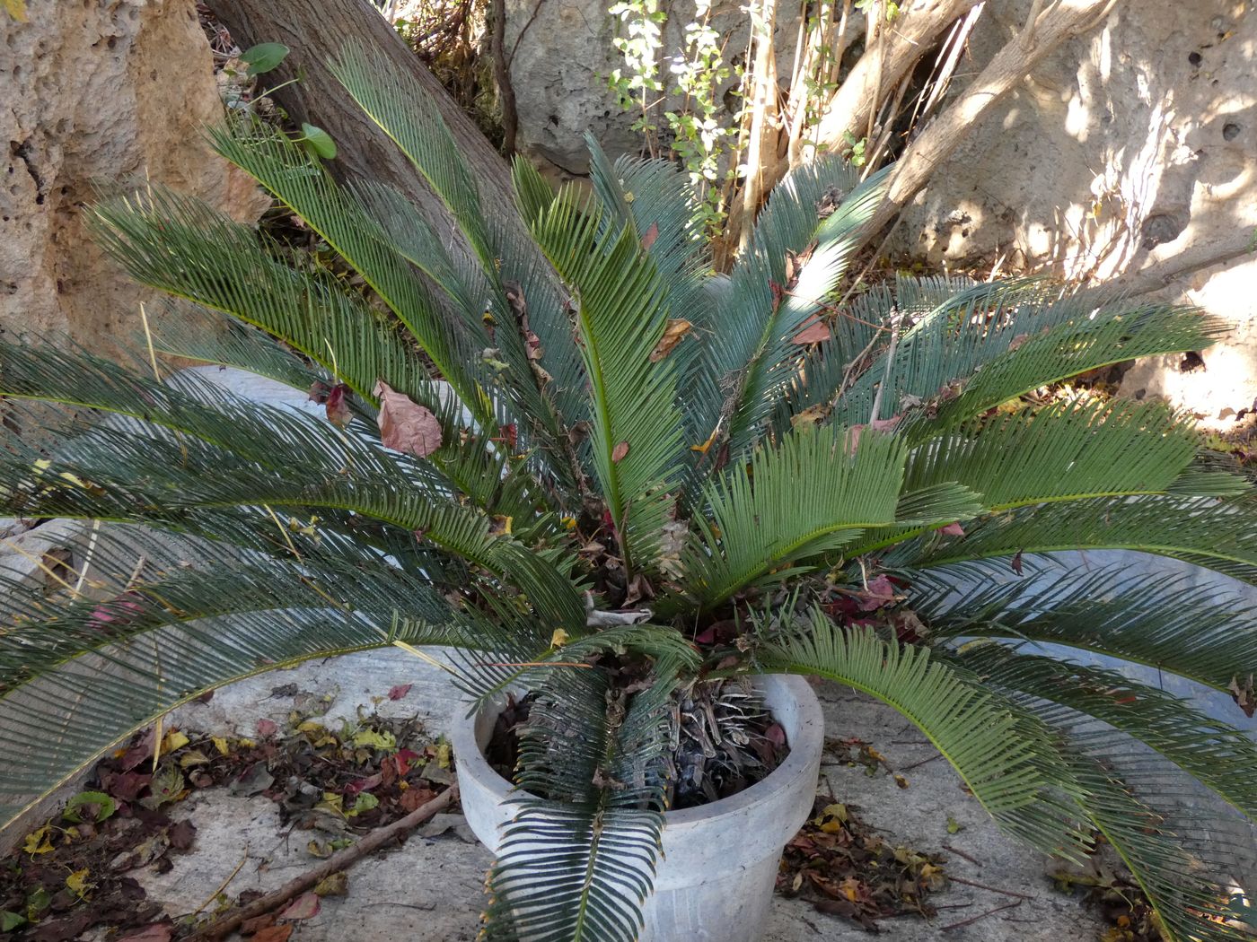 Изображение особи Cycas revoluta.