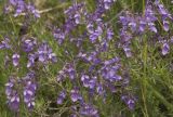 Teucrium orientale