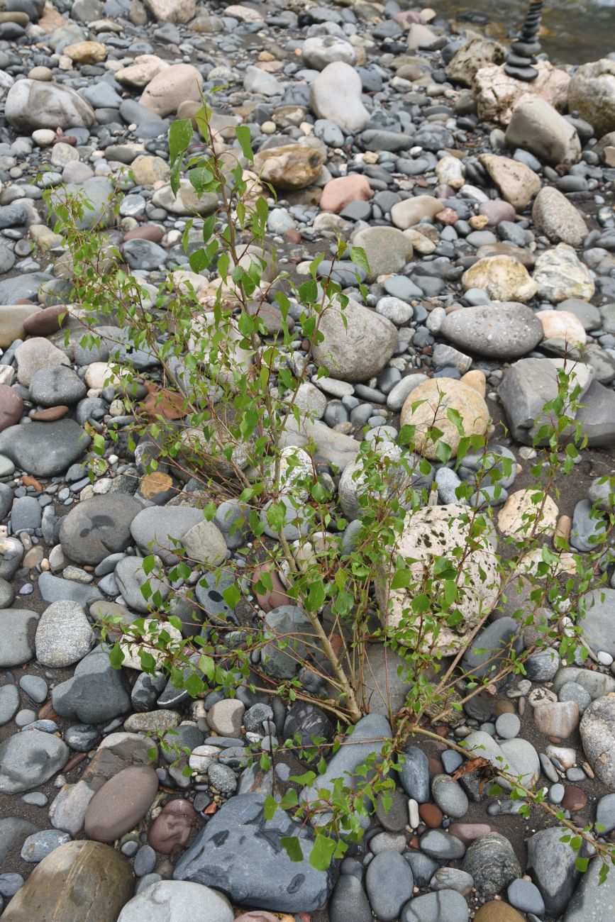 Image of Populus nigra specimen.