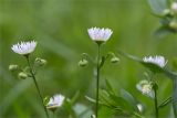 Erigeron annuus