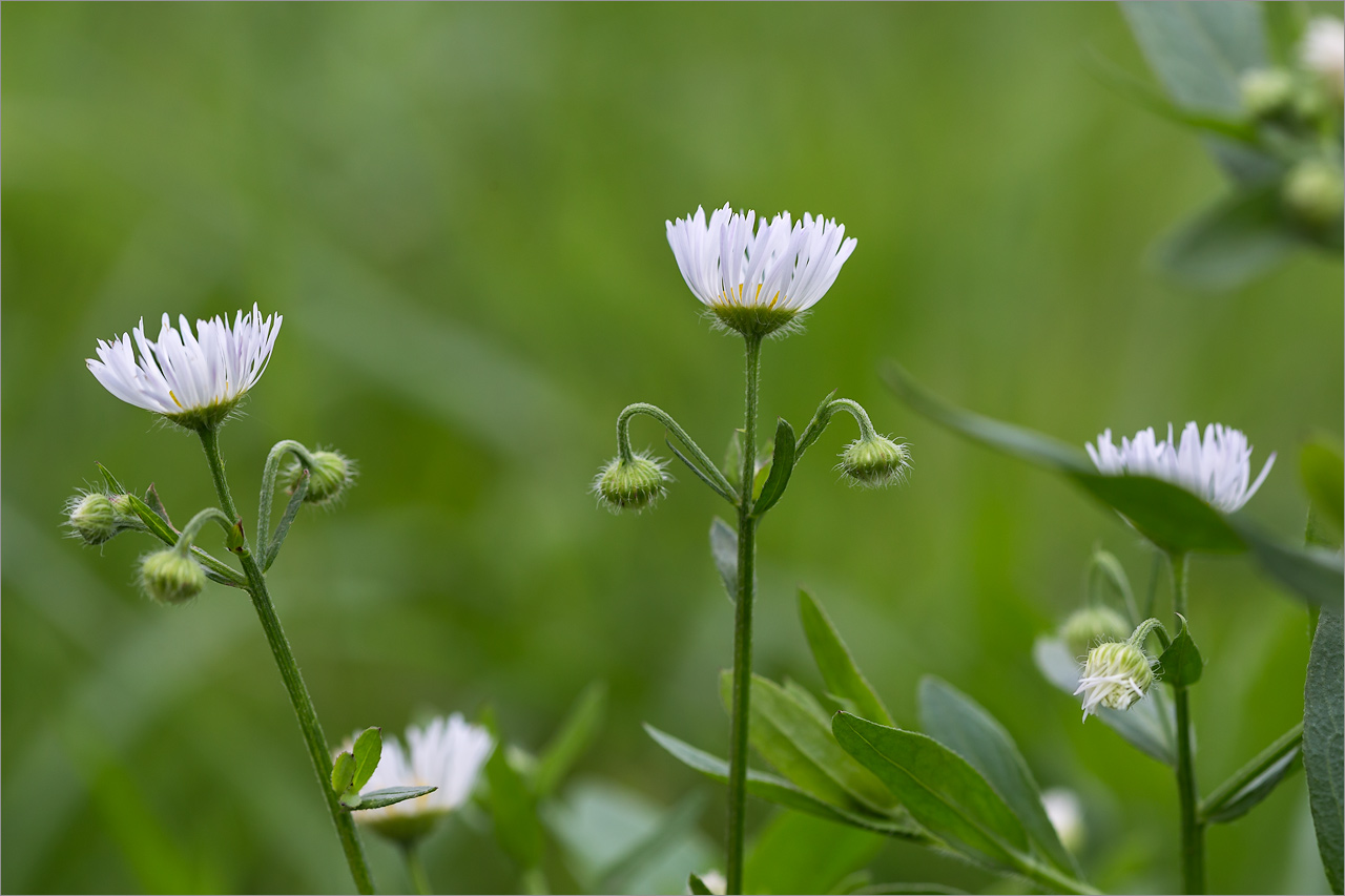Изображение особи Erigeron annuus.