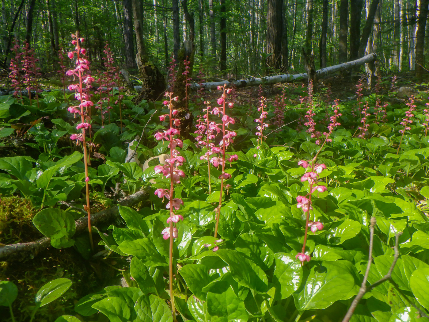 Изображение особи Pyrola incarnata.