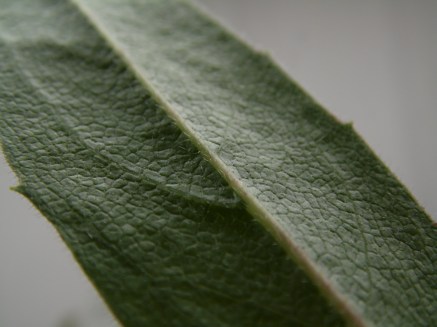 Изображение особи Silphium terebinthinaceum.