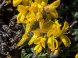 Genista scythica. Цветки. Крым, м/о Судак, окр. с. Веселое, подножие горы Амбулапла, каменисиый склон. 02.05.2025.