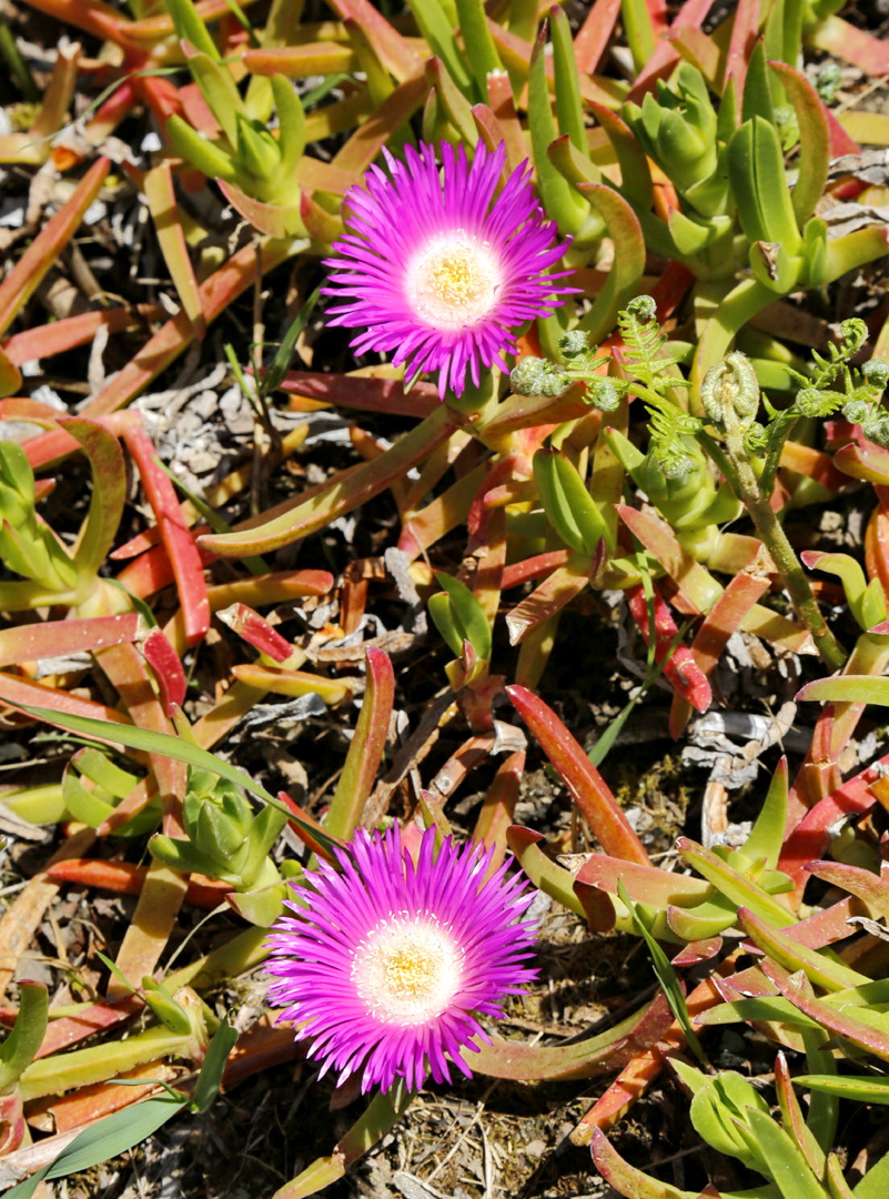 Изображение особи род Carpobrotus.