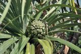 Pandanus tectorius. Плод. Вьетнам, пров. Кханьхоа, южные окр. г. Нячанг, пляж Бай Дай (Бай Зай), прибрежная дюна. 20.02.2026.