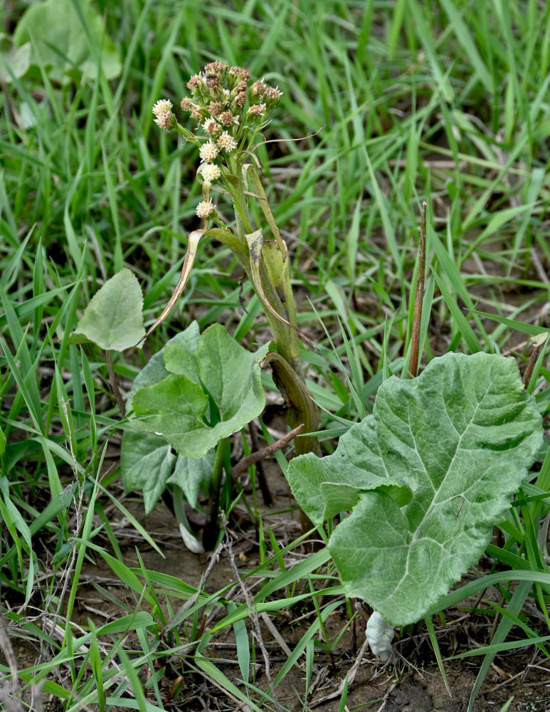 Изображение особи Petasites spurius.