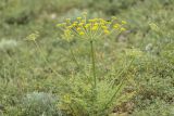 Zosima absinthifolia. Цветущее растение. Дагестан, Кумторкалинский р-н, дол. р. Шураозень, степной склон. 28.04.2026.