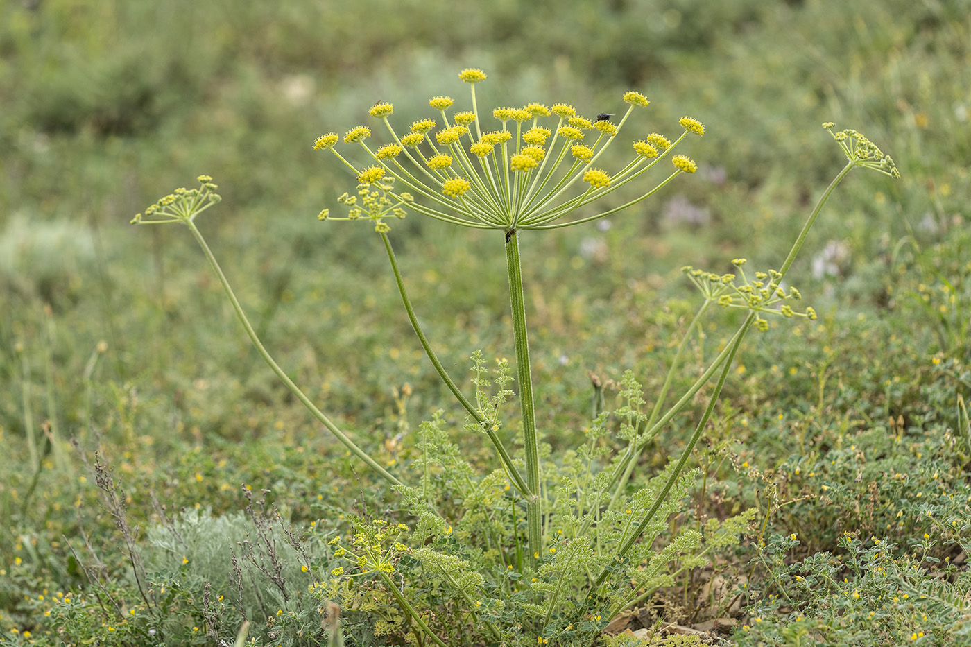 Image of Zosima absinthifolia specimen.