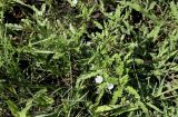 Monsonia angustifolia. Верхушки цветущих растений в сообществе с Poaceae. ЮАР, пров. Гаутенг, пригород Киблер Парк (Kibler Park), природный запов. \"Клиприверсберг\" (Klipriviersberg Nature Reserve), саванна, экотропа. 20.01.2025.