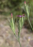 Dianthus armeria
