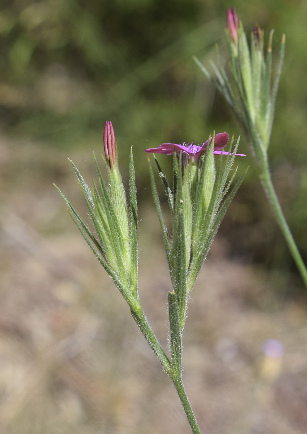 Изображение особи Dianthus armeria.