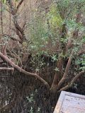 Avicennia marina