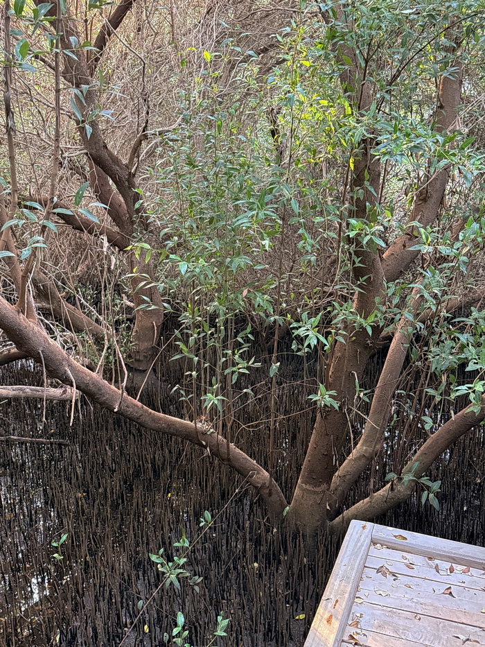 Image of Avicennia marina specimen.