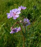 Geranium tuberosum. Верхушка цветущего растения. Ростовская обл., Азовский р-н, с. Кугей, степной склон балки. 24.04.2026.