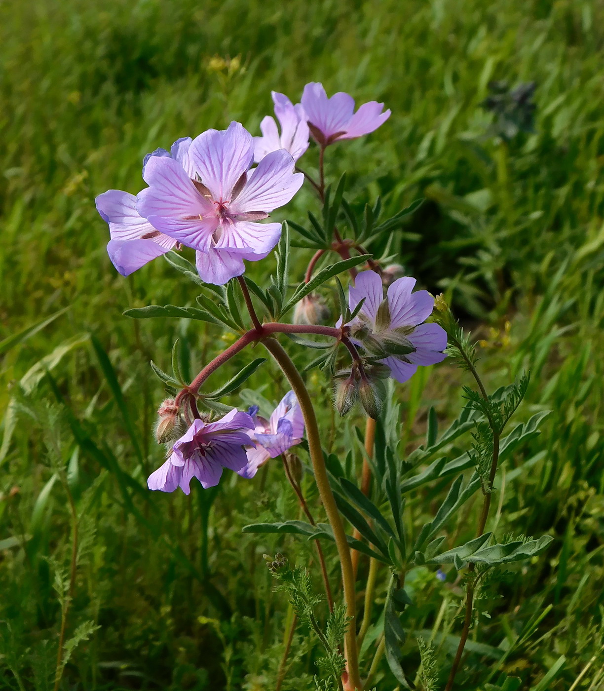 Изображение особи Geranium tuberosum.