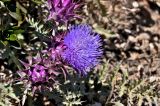 genus Cynara. Соцветие. Португалия, округ Бежа, окр. г. Карвальял, каменистый склон. 06.06.2026.