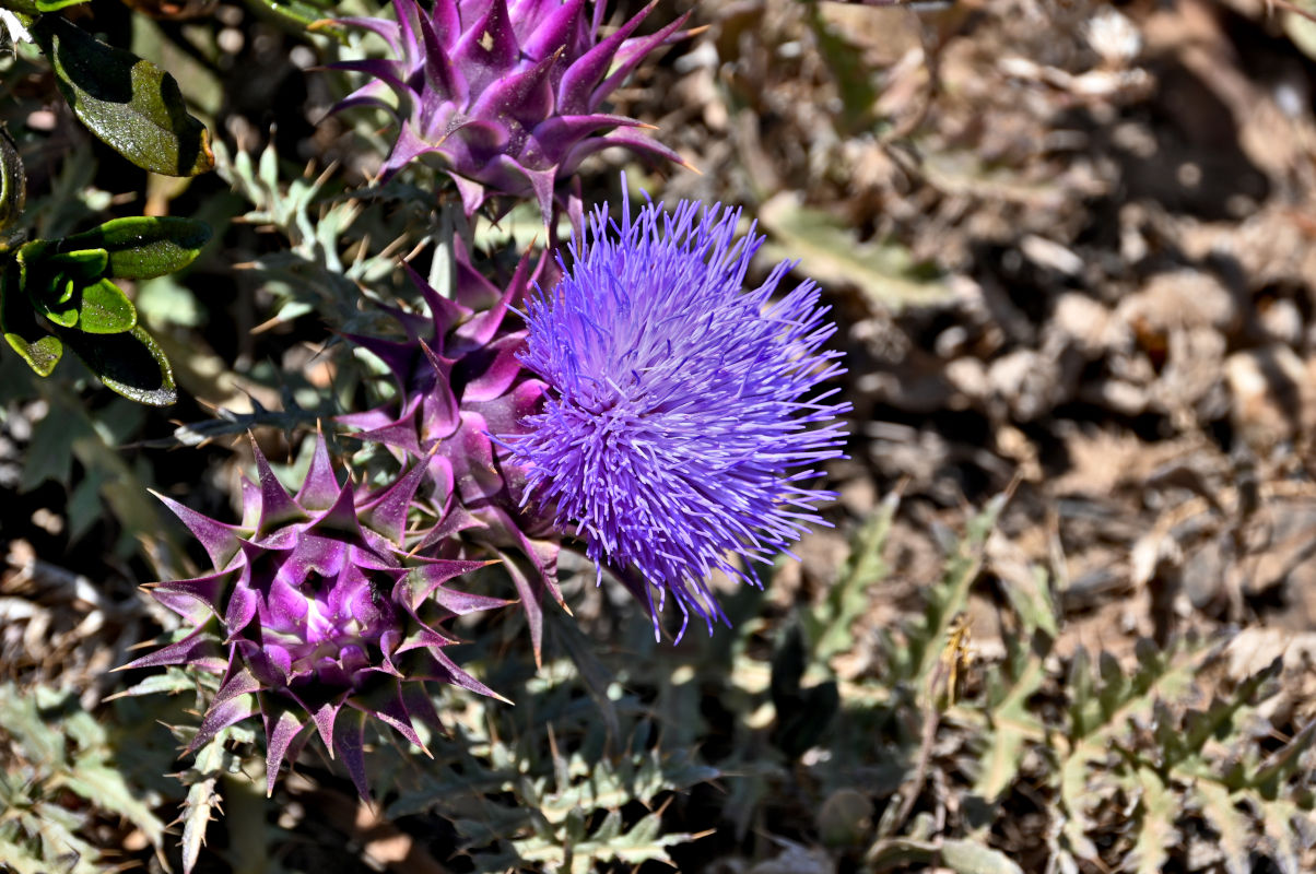 Image of Cynara humilis specimen.