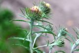 Carlina biebersteinii
