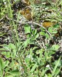 genus Centaurea
