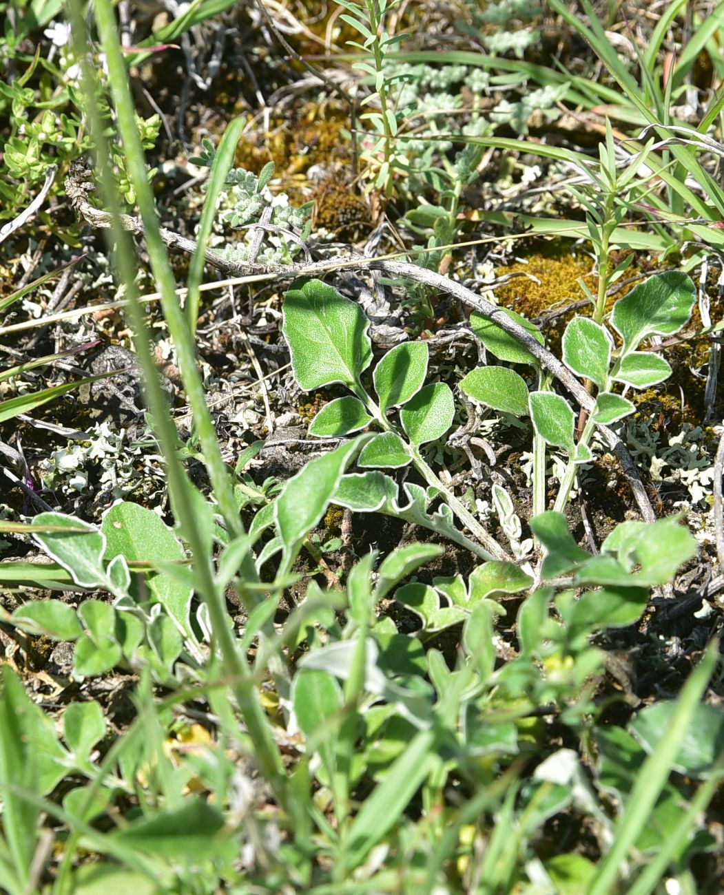Image of genus Centaurea specimen.