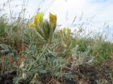 genus Astragalus