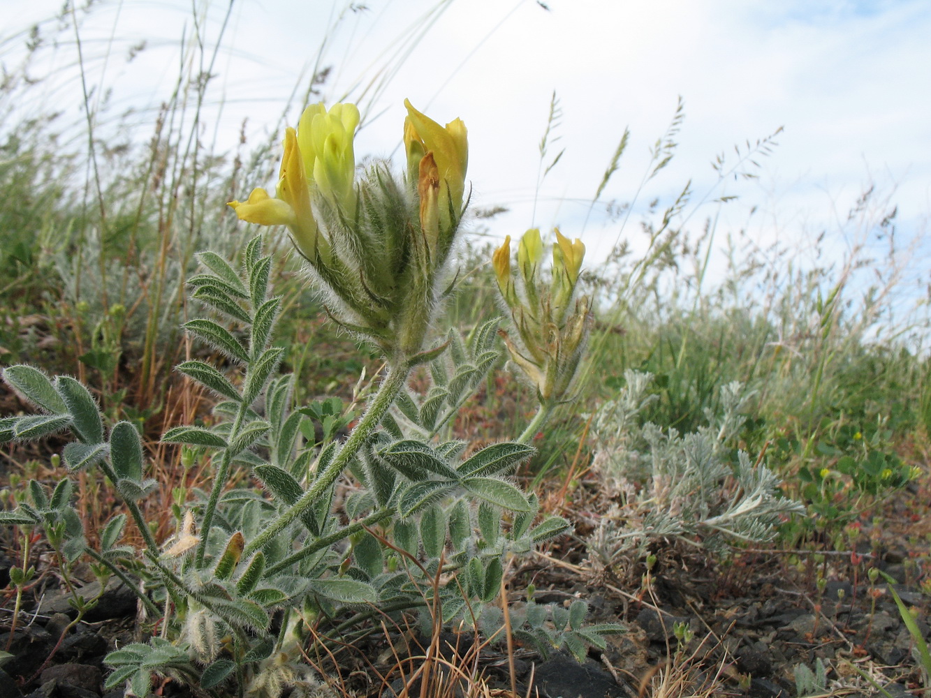 Image of genus Astragalus specimen.