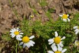 семейство Asteraceae. Часть веточки и соцветия. Турция, ил Артвин, дер. Баглик, открытый участок террасы, горная степь. 12 июня 2026 г.